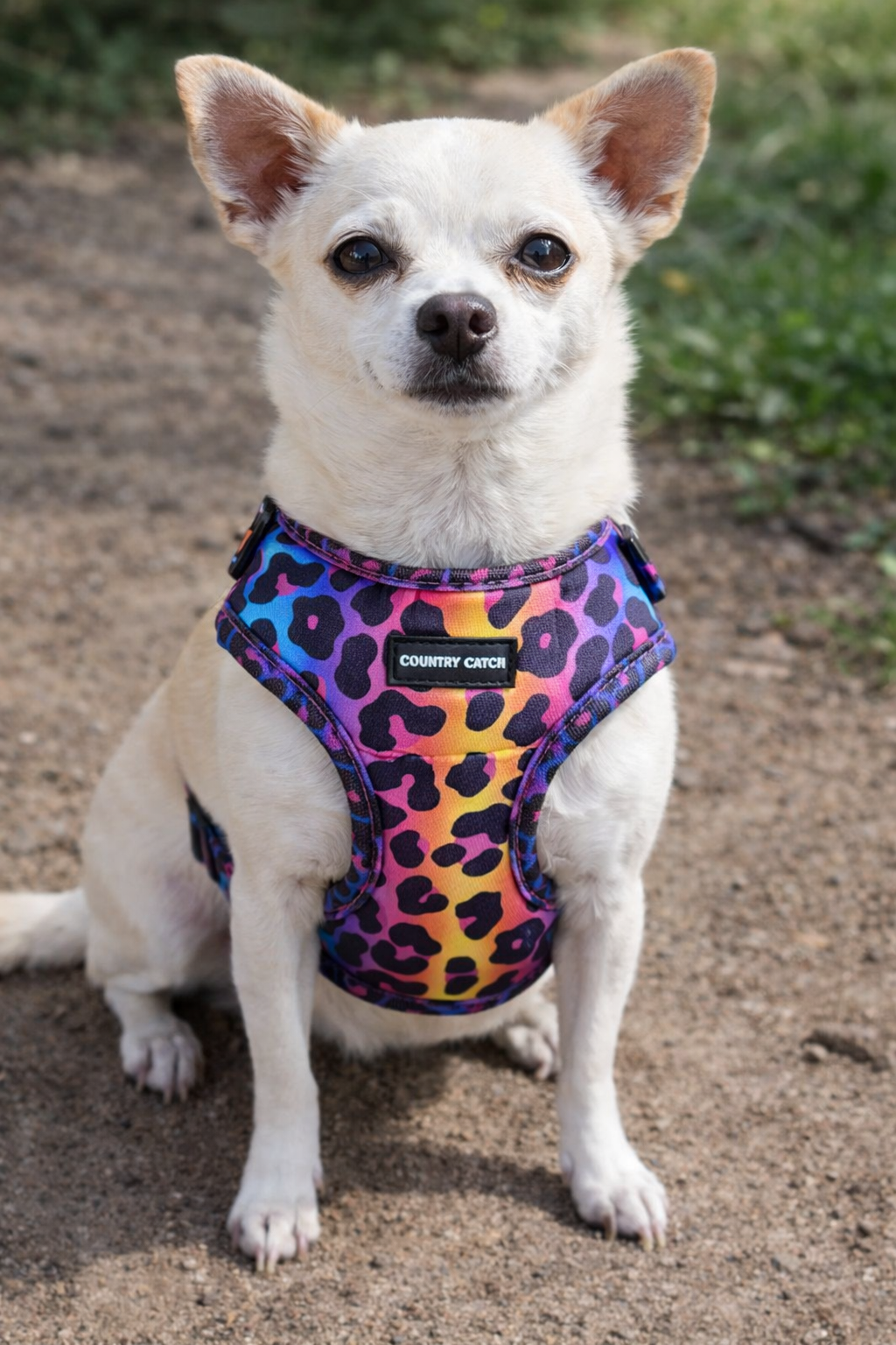 DOG HARNESS SET